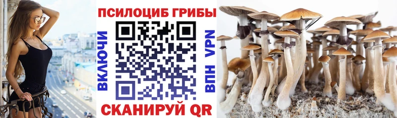 Купить где  Осинники  Псилоцибиновые грибы мицелий 